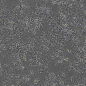 HuH7 Cell Line