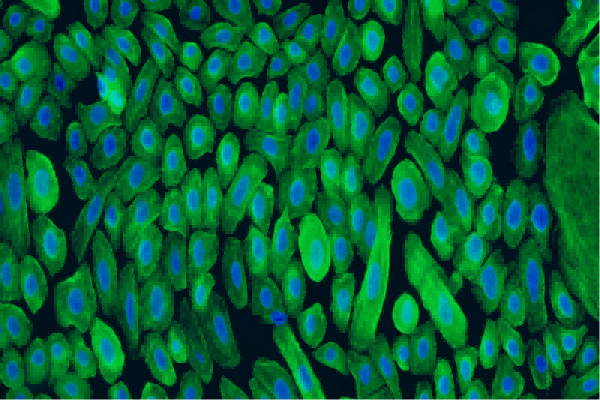 Unlocking the Power of Primary Cells: Advancements and Applications in Modern Research