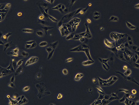 KMRC-20 Cell Line